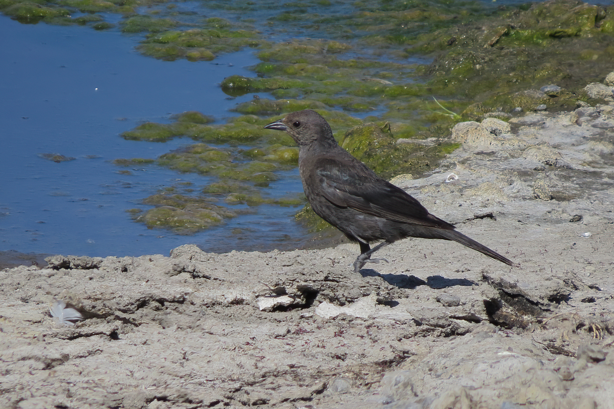 Crooked River Wetlands Complex Ethical Birder
