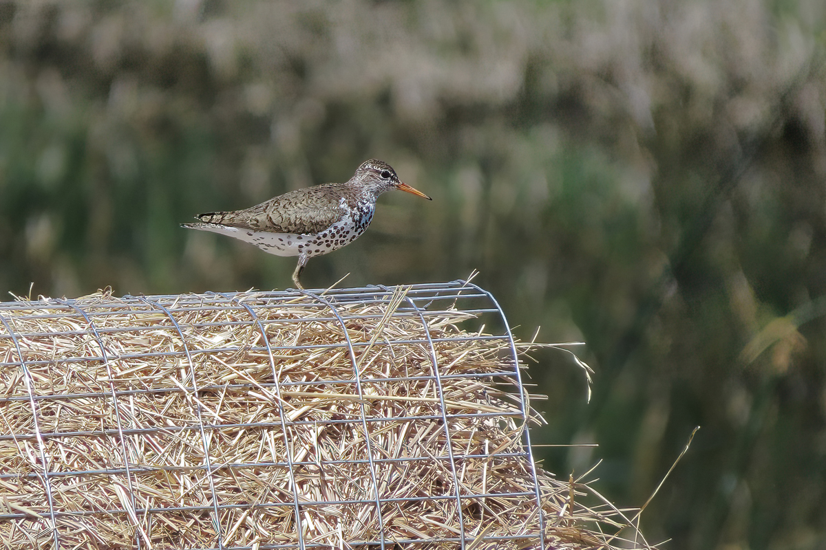 Crooked River Wetlands Complex Ethical Birder