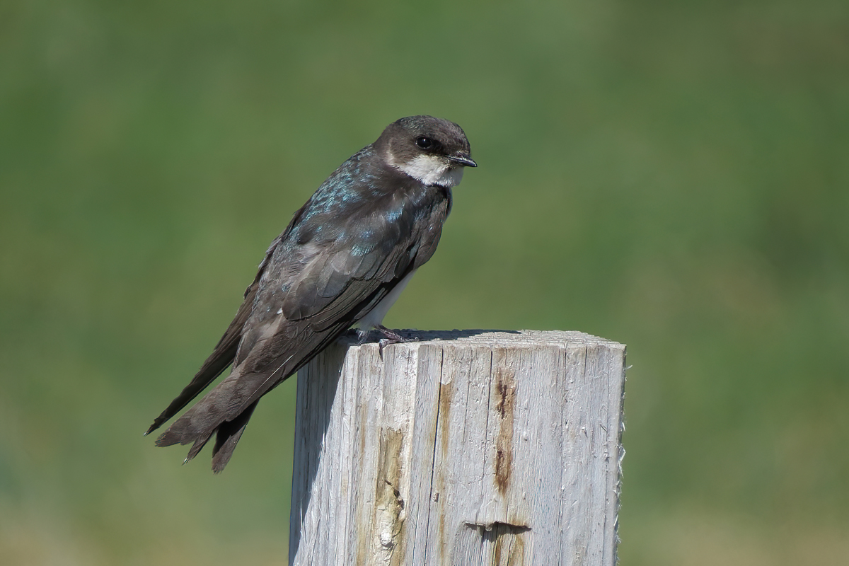 Crooked River Wetlands Complex Ethical Birder