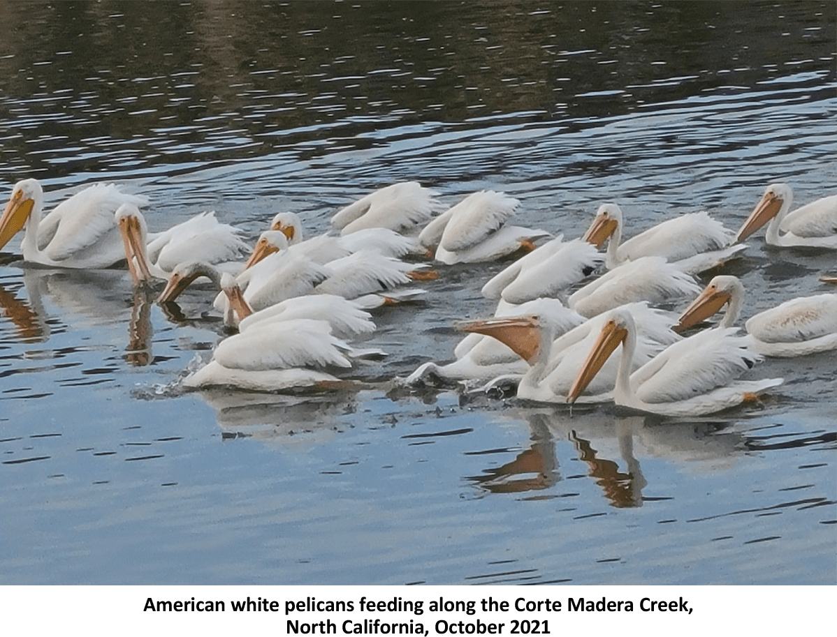 American White Pelican A Birdwatcher's Guide John R. Cammidge