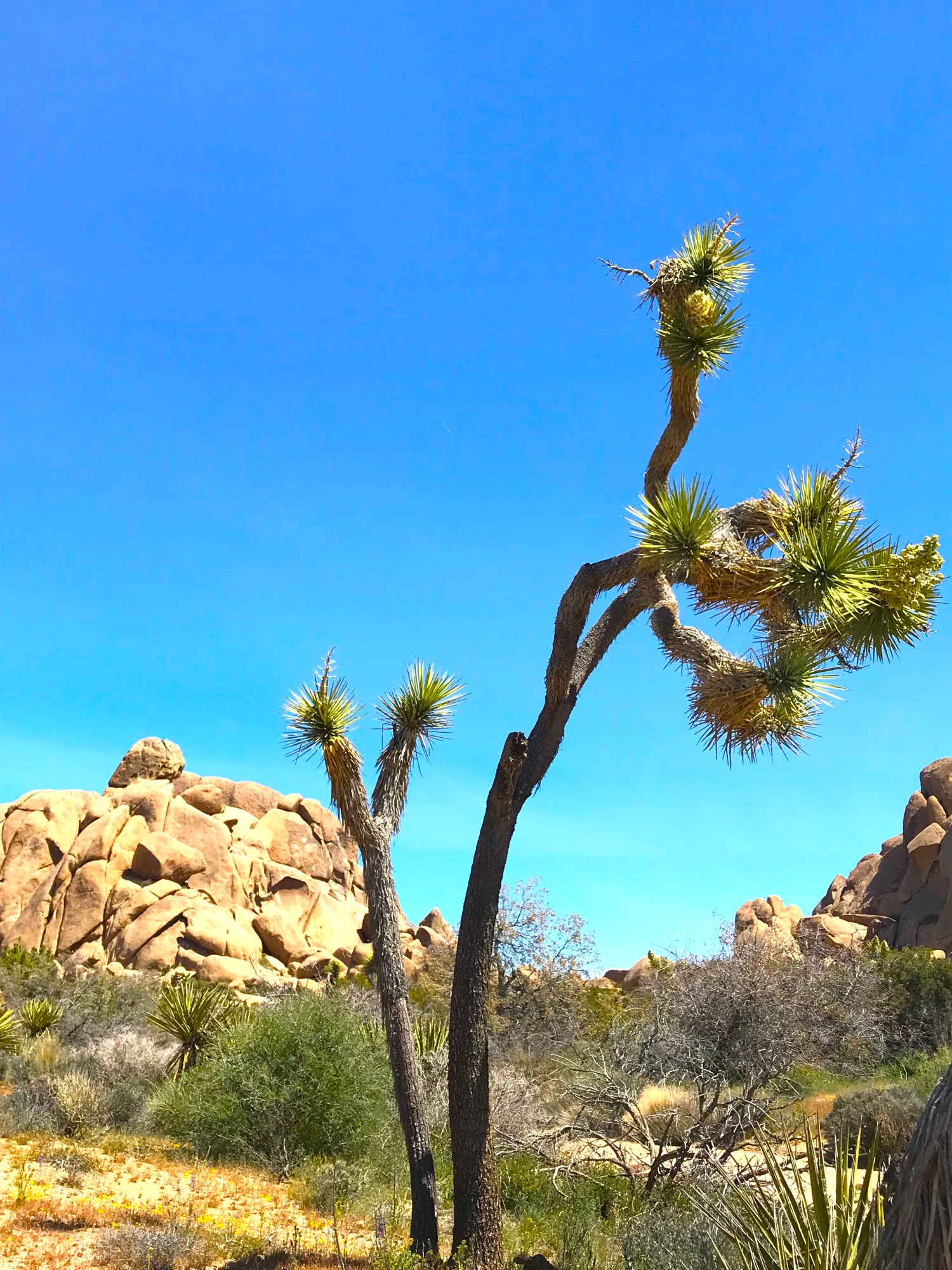 unique joshua trees in national park johnrieber