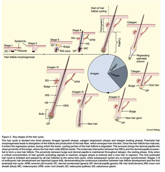 Toxic Sleep & Hair Loss HAIRISTRY The Art of Robotic Hair