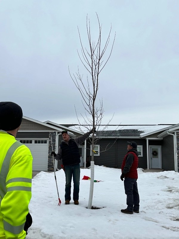 Gallery Johnson Ops Tree Care