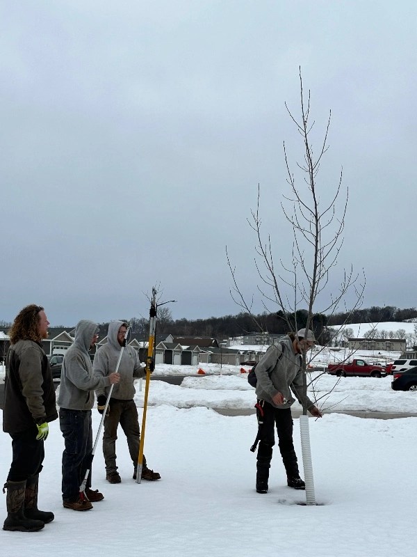 Gallery Johnson Ops Tree Care