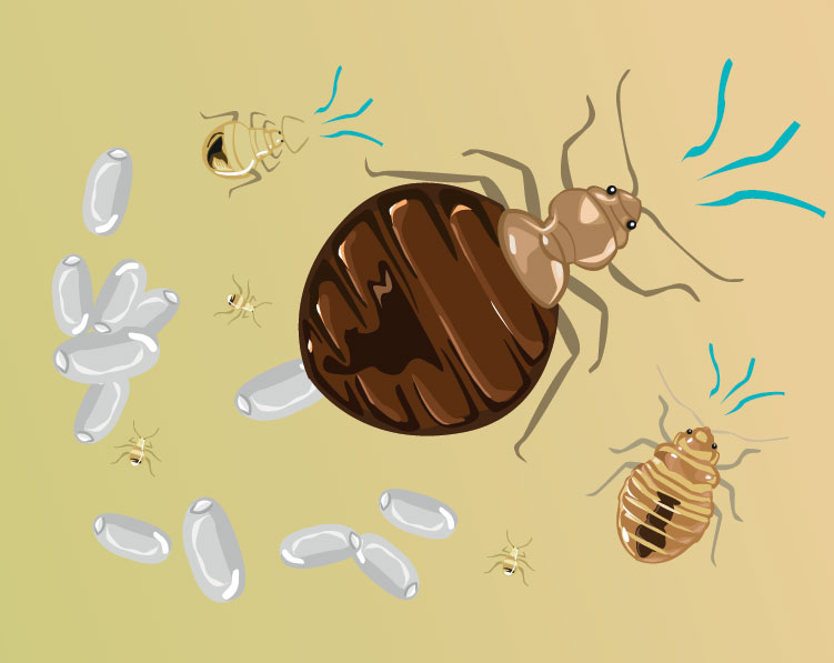 What Does a Bed Bug Inspection Look Like? Johnson Pest Control