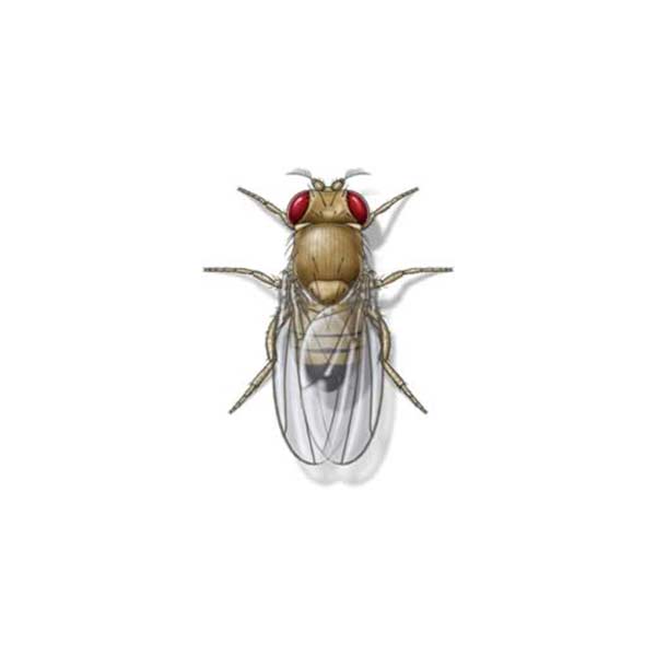 Fruit Fly Identification, Habits & Behavior Johnson Pest Control