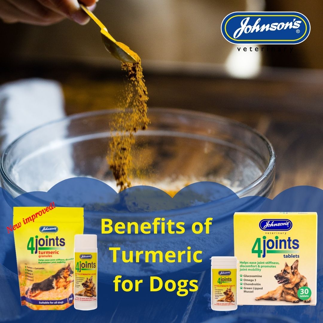 How to use turmeric powder for dogs, Turmeric for Dogs Benefits and Uses
