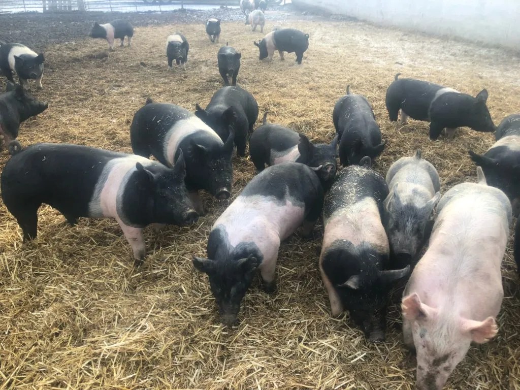 Market Hogs Johnson Showpigs