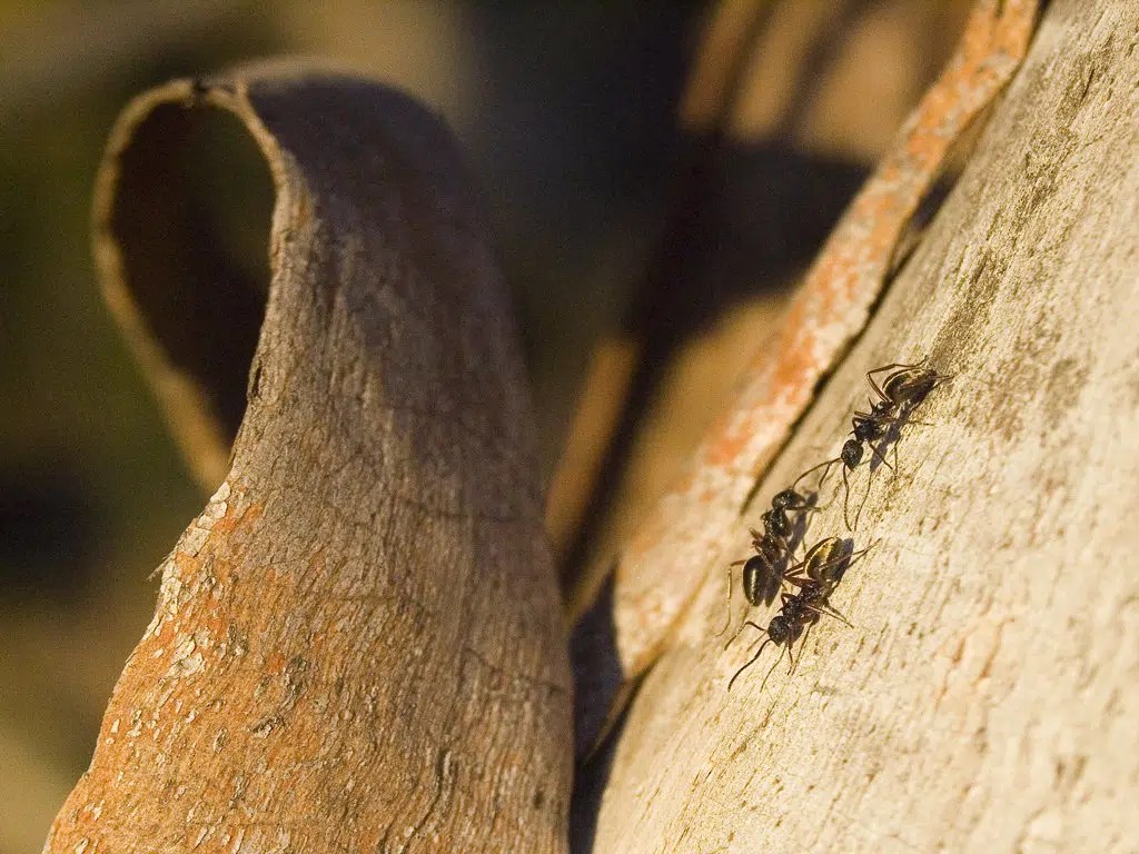 Ant Control Johns Pest Control