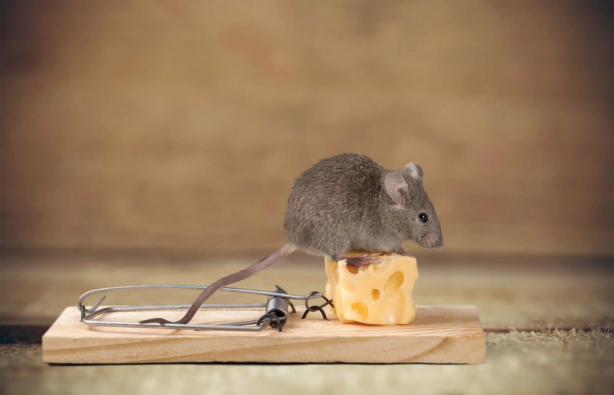 Pest Control Johns Pest Control