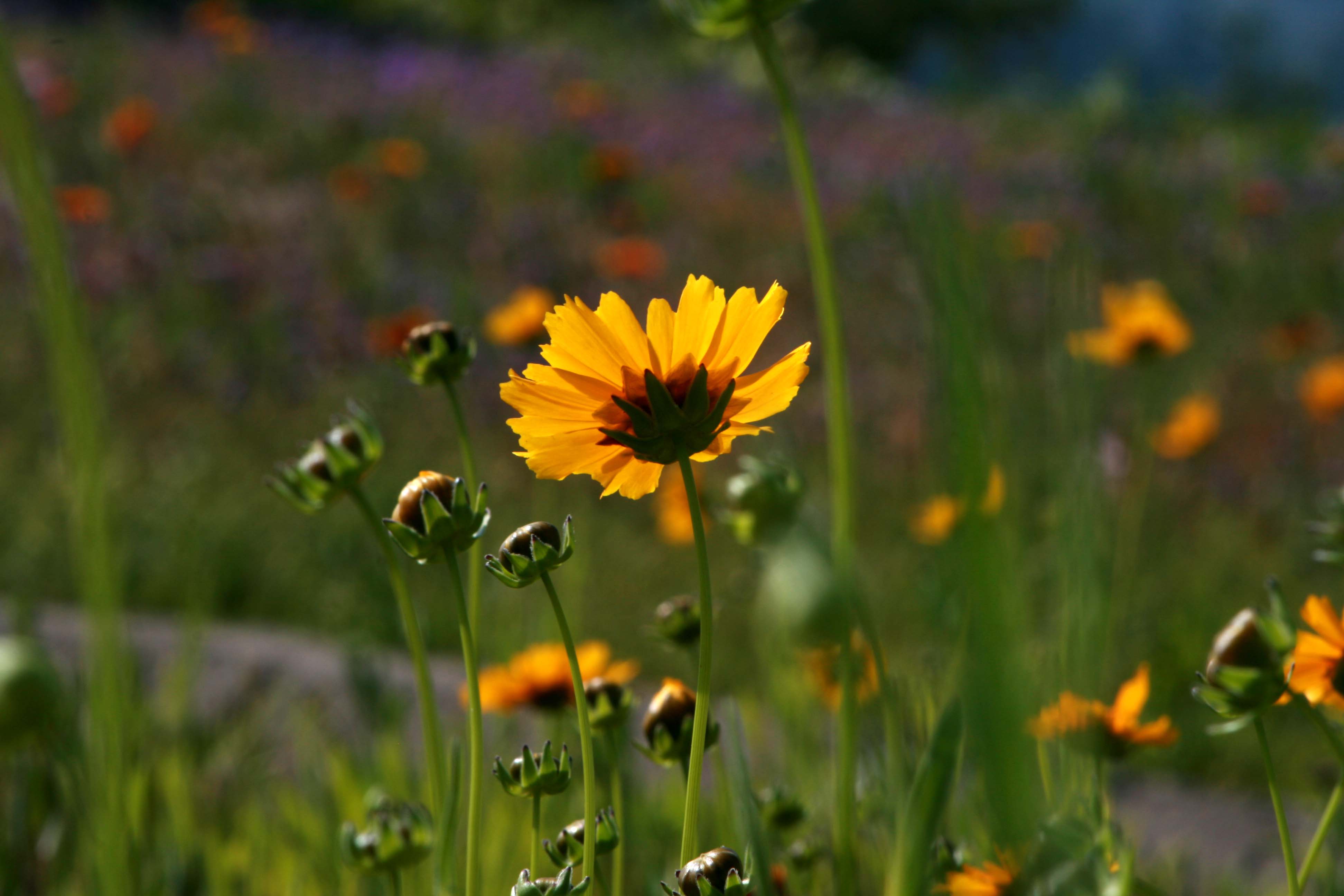 Flowers in Topanga Park John's Room