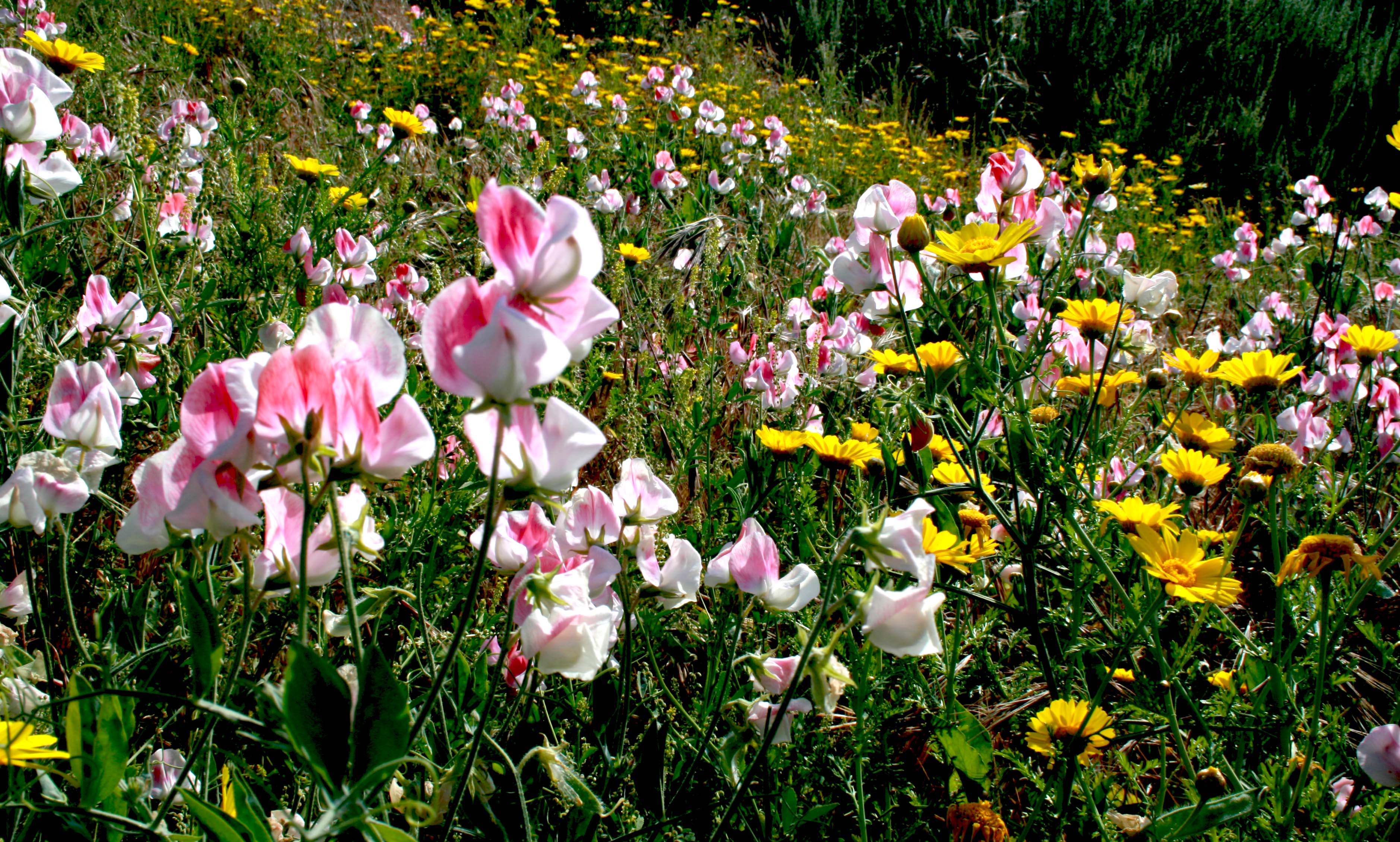 Flowers in Topanga Park John's Room