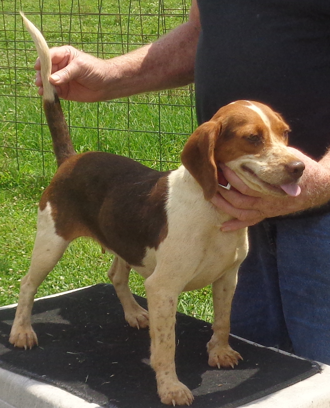 Johnston's Beagle Farm Page 3 AKC Registered Beagles