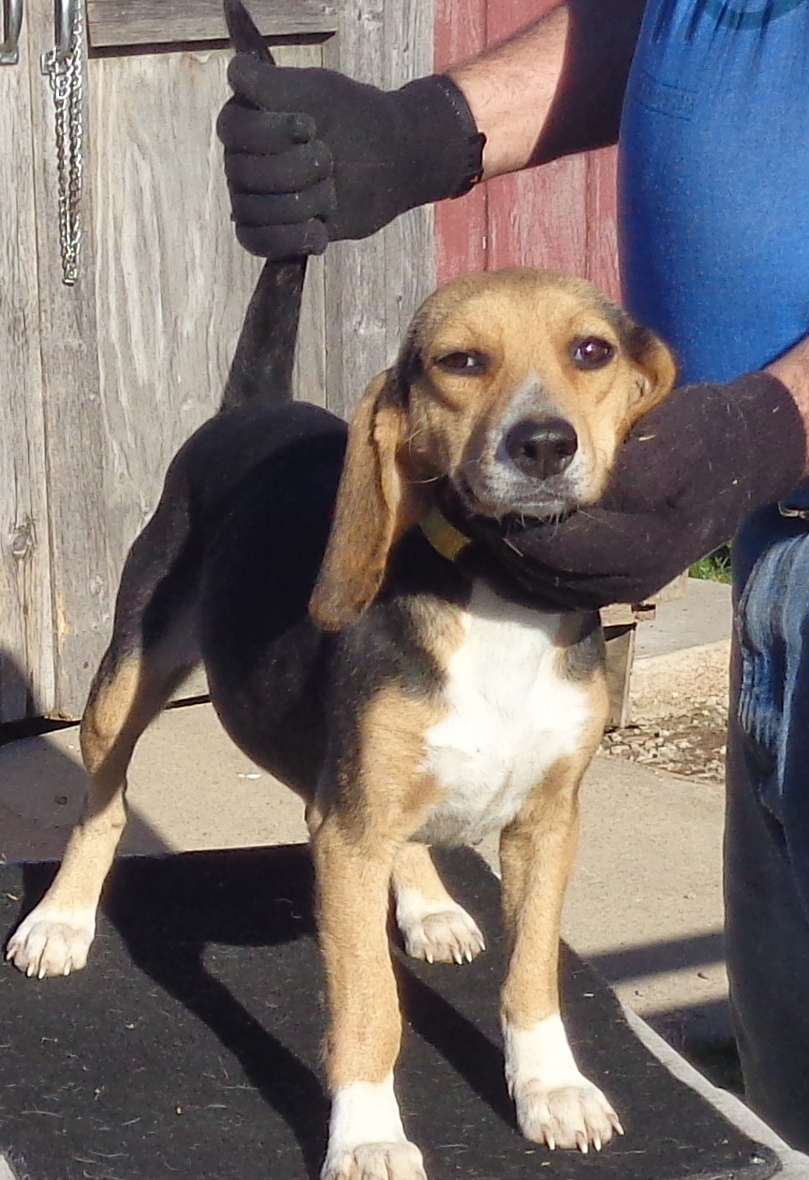 Johnston's Beagle Farm AKC Registered Beagles