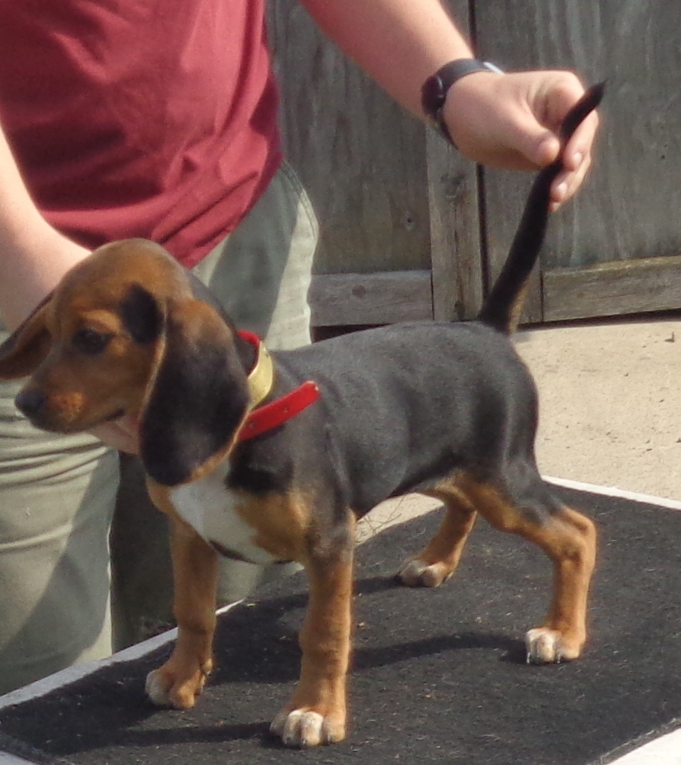 Johnston's Beagle Farm AKC Registered Beagles
