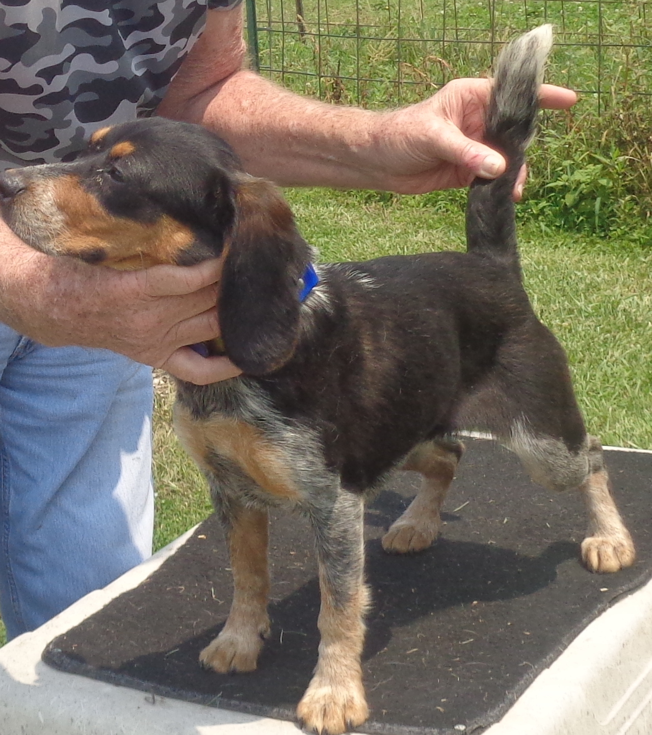 Johnston's Beagle Farm AKC Registered Beagles