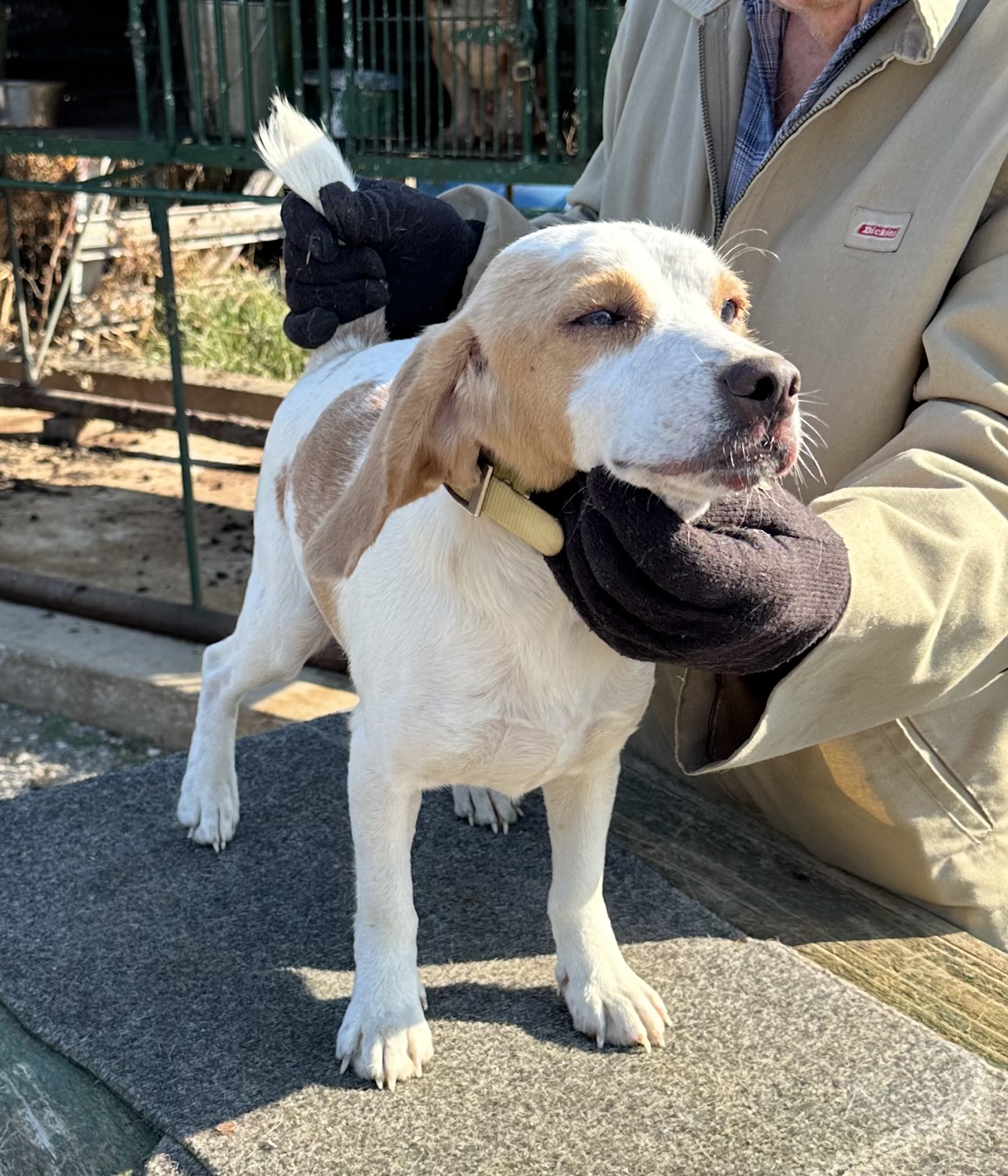 Pen 15 AKC REG. L&W GOOD RABBIT MALE Johnston's Beagle Farm