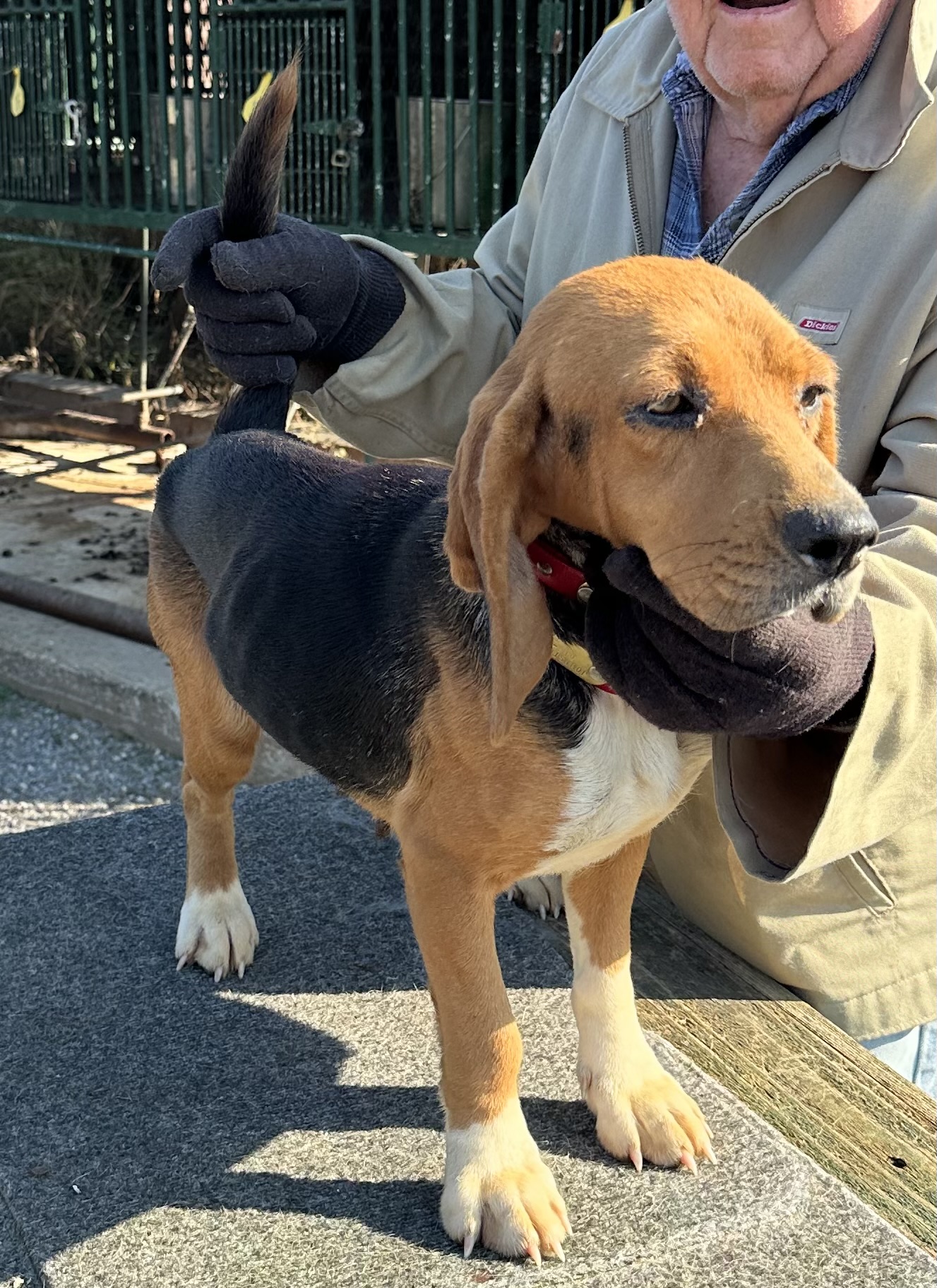 Pen 43 AKC REG. X GOOD B&T RABBIT FEMALE Johnston's Beagle Farm