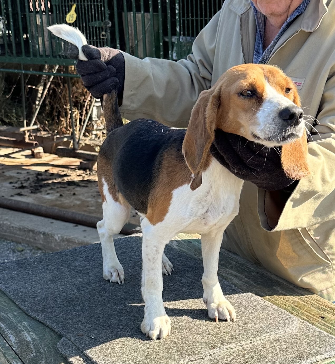 Pen 53 AKC REG. X GOOD RABBIT FEMALE Johnston's Beagle Farm