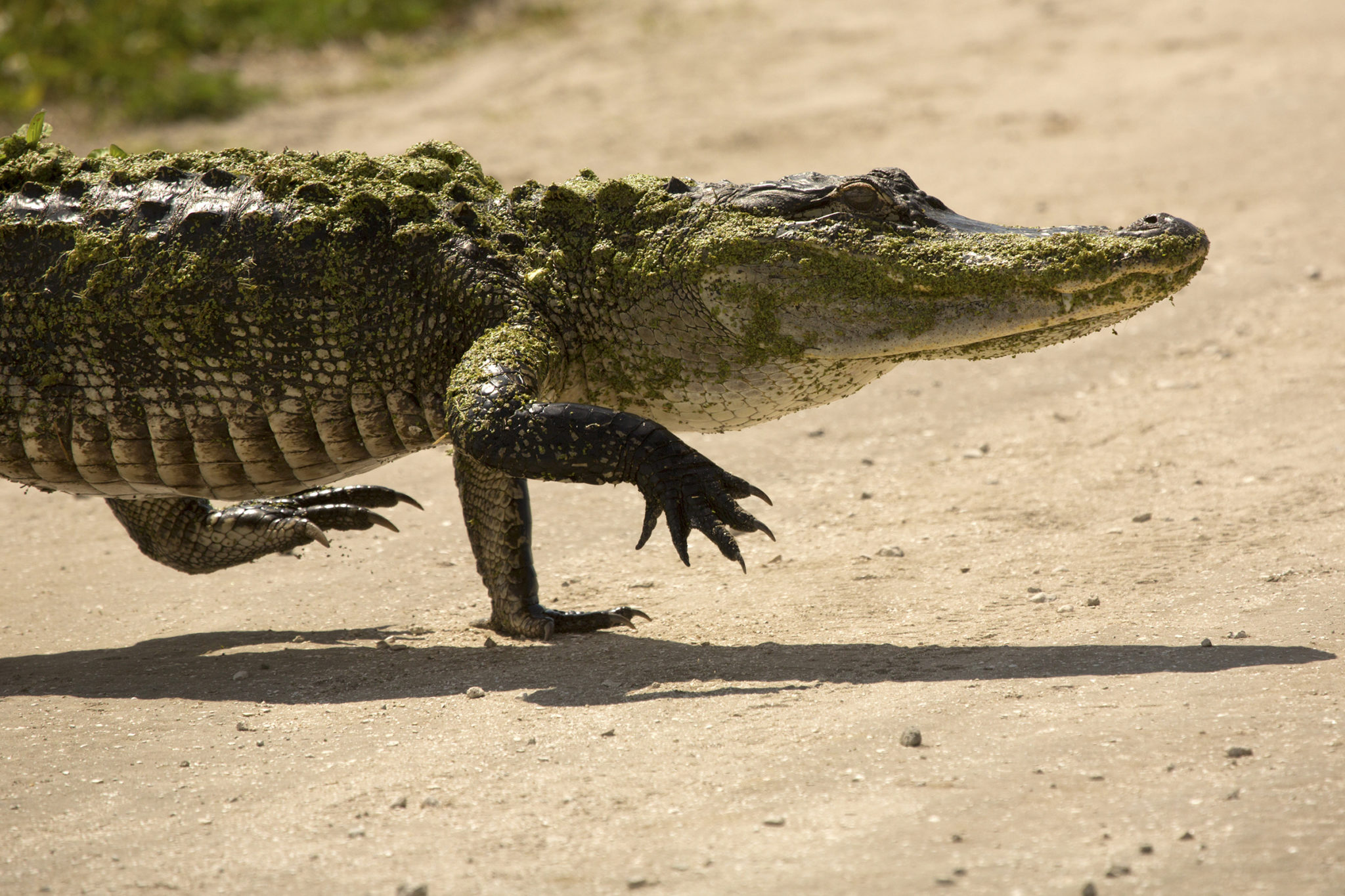 Watch Walk Like An Alligator Elite Personal Fitness