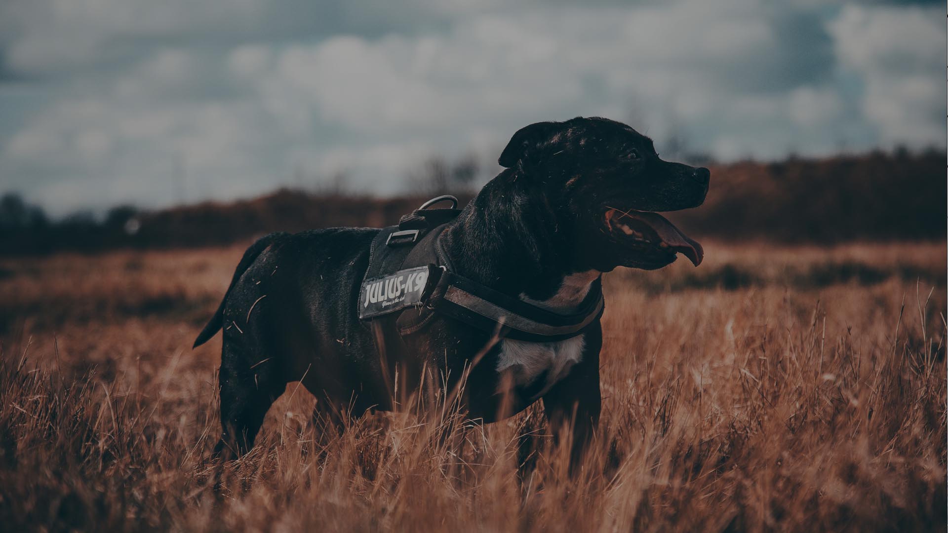 dog temp The Joiners Arms Northumberland