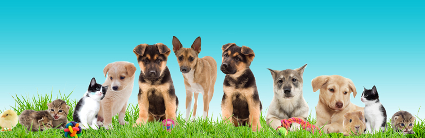 Adopt A Pet - Joint Animal Services