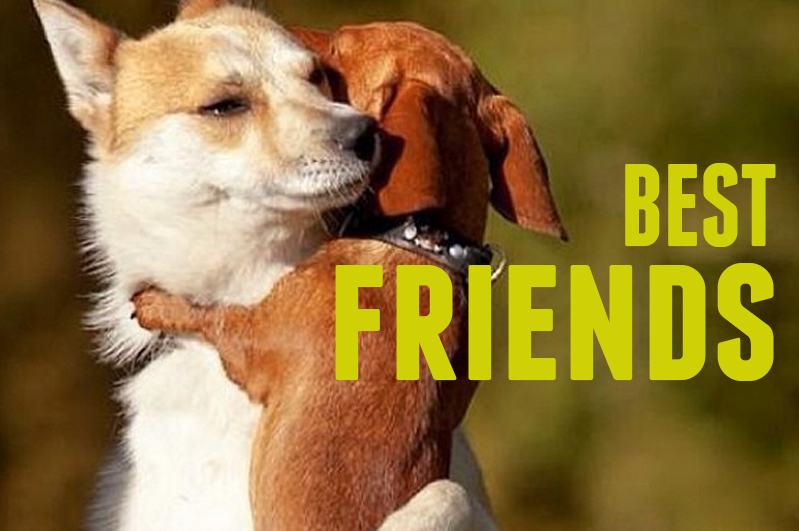 June Episode Best Friend's Joint Animal Services