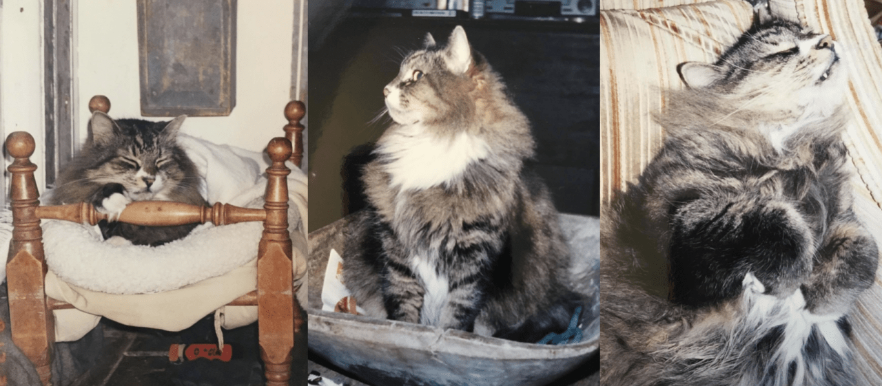 Jojoba Oil for Dogs, Cats, & Pets Is it Safe for their Skin?