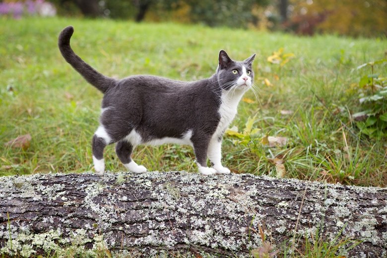 Is Jojoba Oil Toxic or Safe to/for Cats and Dogs?