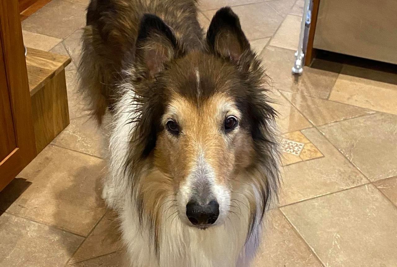 Jojoba Oil for Dogs, Cats, & Pets Is it Safe for their Skin?