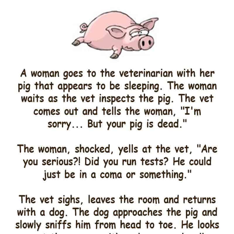 A woman goes to the Vet with her Pig funny joke Funny Jokes Jokes