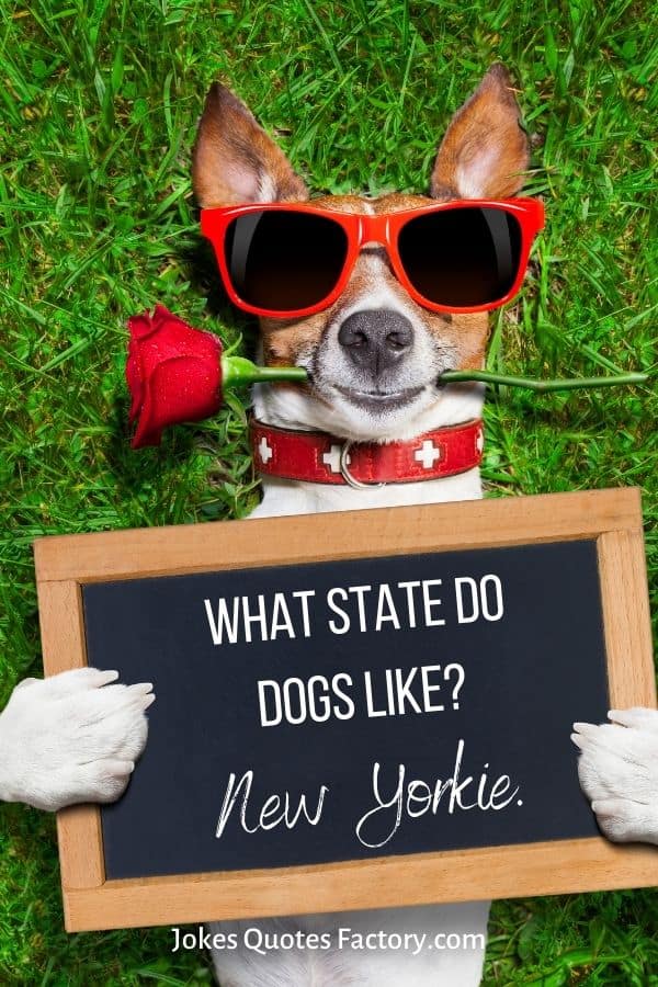 88 FUNNY New York Jokes 2024 (with crunchy NYC Puns)