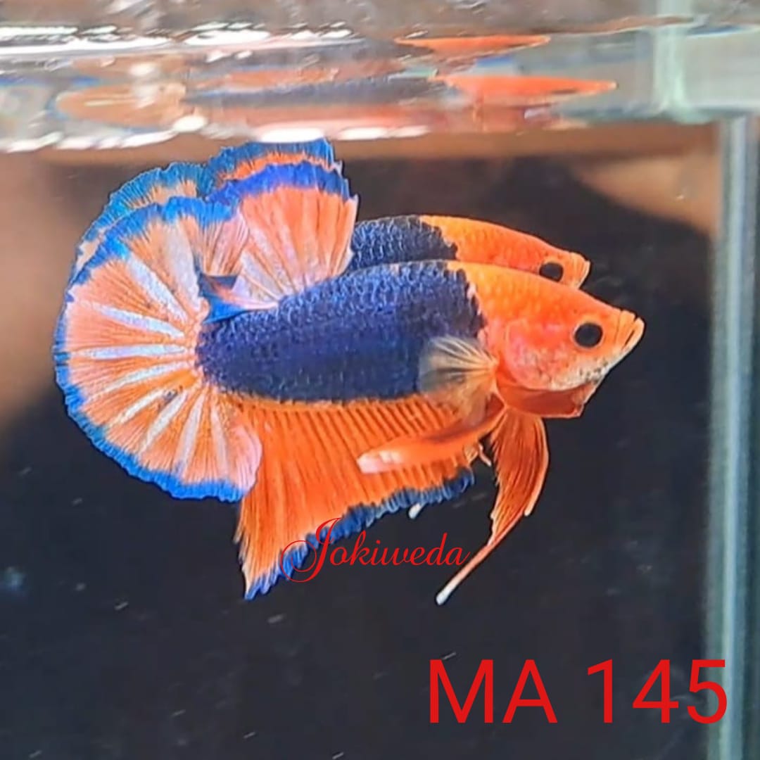 Betta Fish for Sale OHMPK Series CVJ F18 Orange Head MA145 Jokiweda
