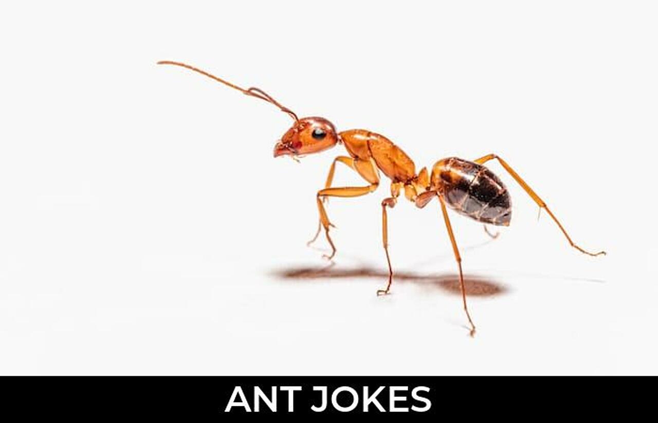 65+ Ant Jokes To Make Fun JokoJokes