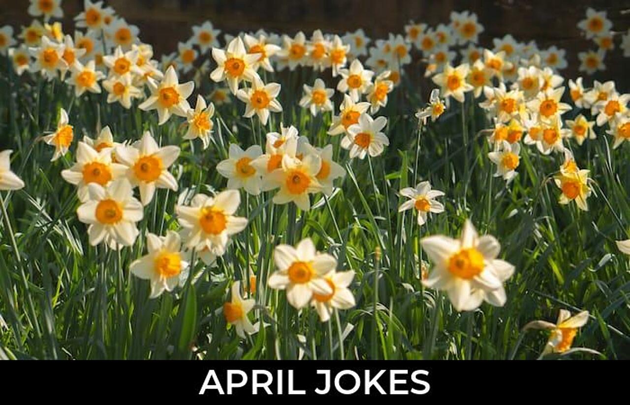 182+ April Jokes And Funny Puns JokoJokes