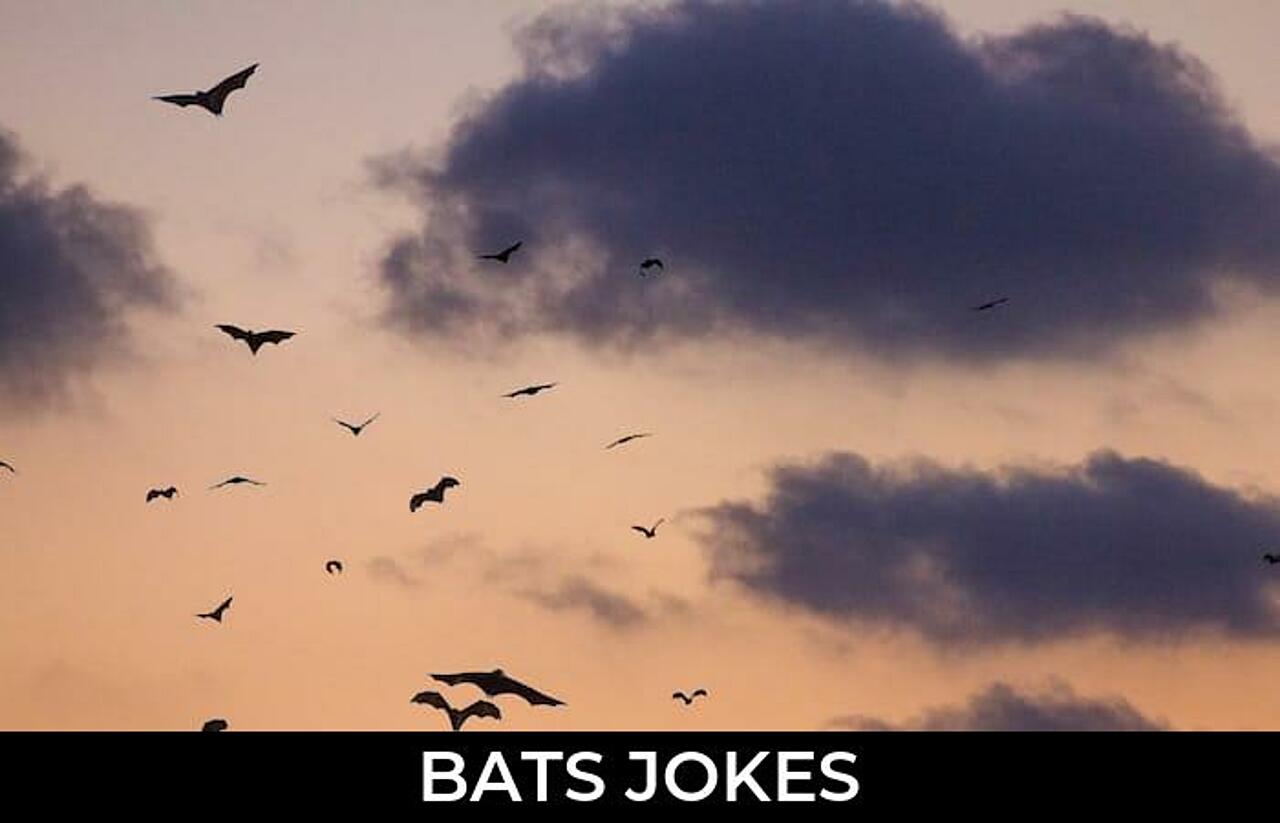 74+ Bats Jokes And Funny Puns JokoJokes