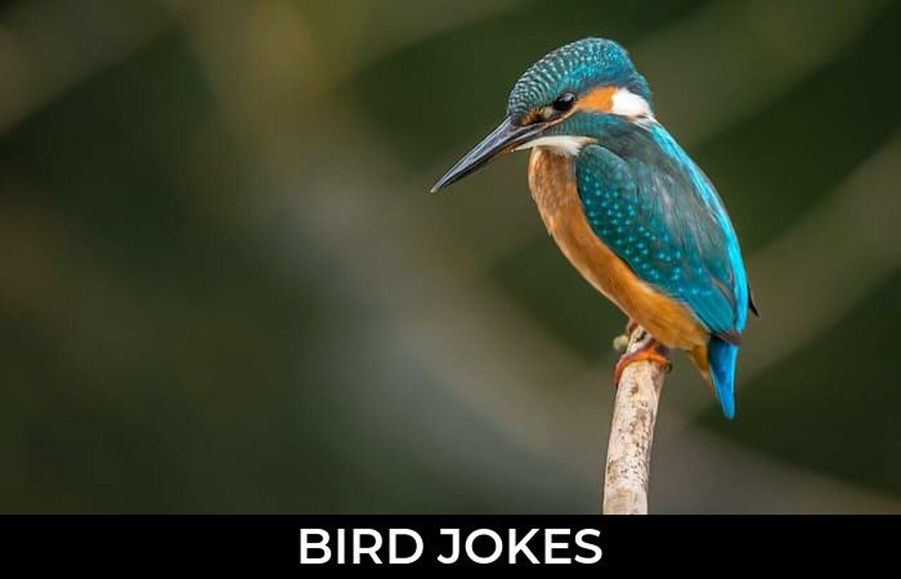 152+ Bird Jokes And Funny Puns JokoJokes