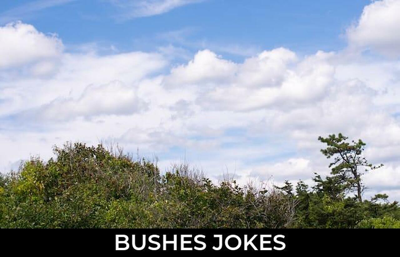 65+ Bushes Jokes To Make Fun JokoJokes