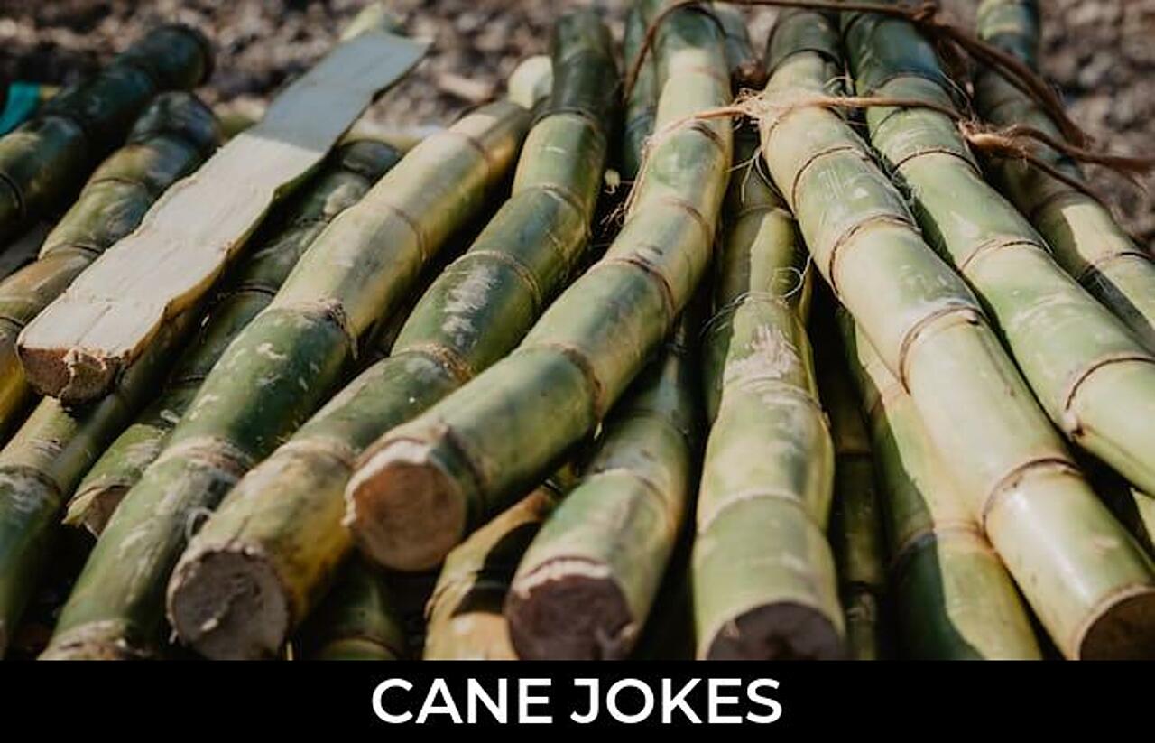 64+ Cane Jokes And Funny Puns JokoJokes