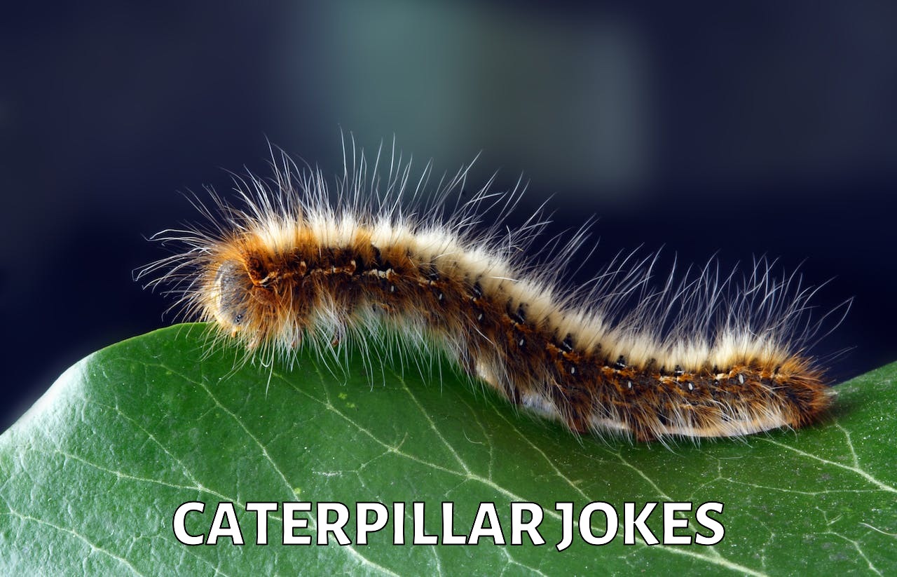 42+ Caterpillar Jokes And Funny Puns JokoJokes