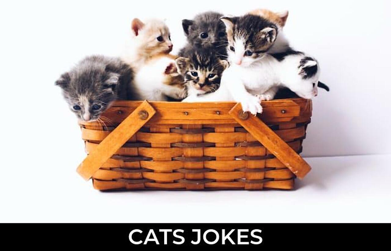 149+ Cats Jokes And Funny Puns JokoJokes