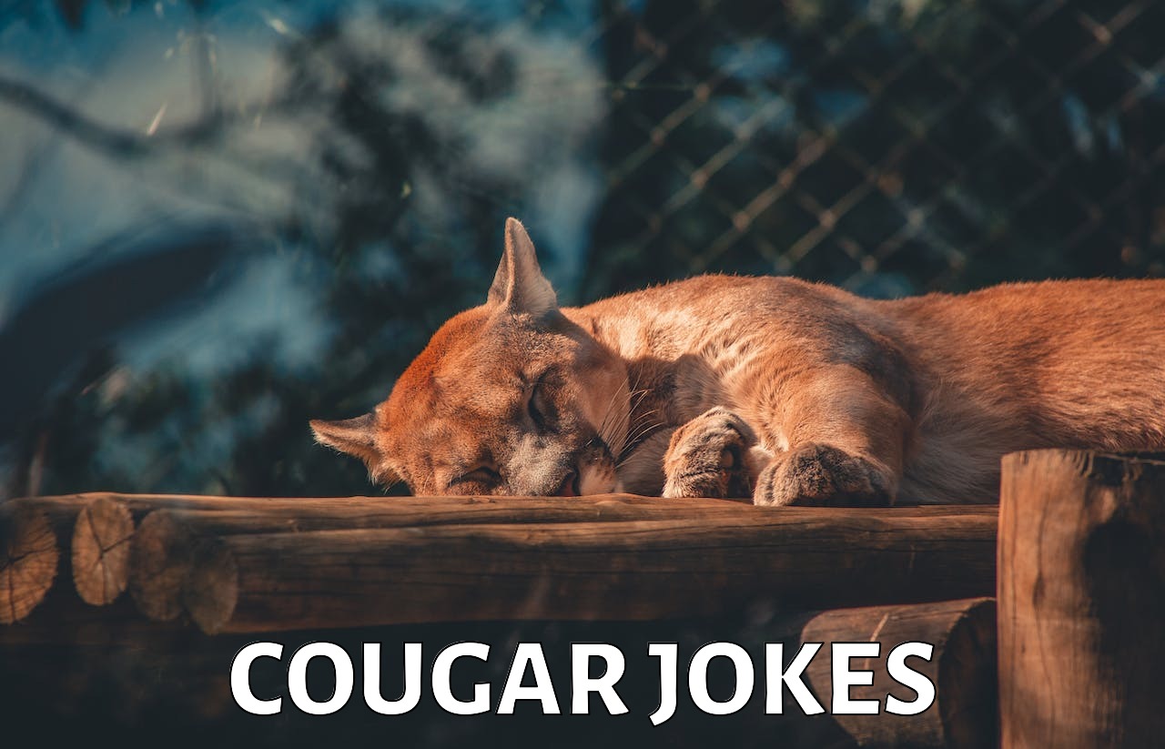 47+ Cougar Jokes And Funny Puns JokoJokes