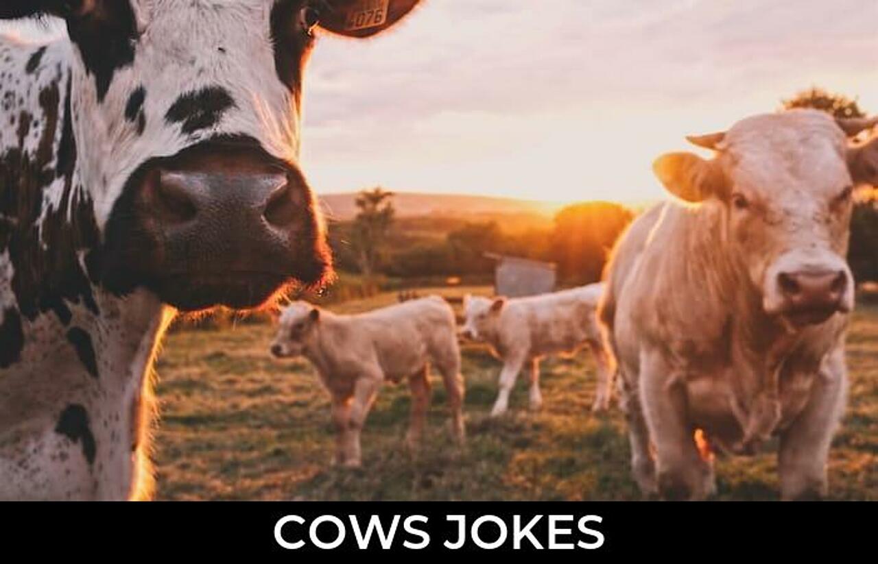 142+ Cows Jokes And Funny Puns JokoJokes