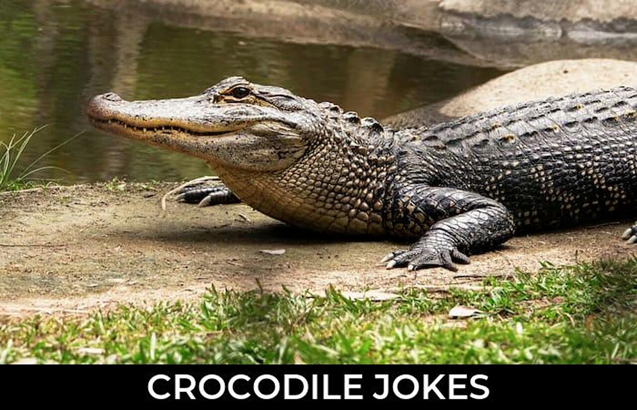 67+ Crocodile Jokes To Make Fun JokoJokes