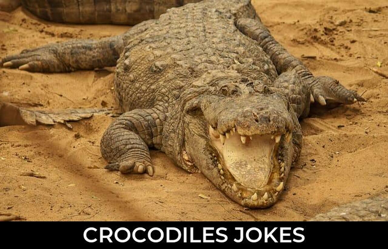 34+ Crocodiles Jokes That Will Make You Laugh Out Loud