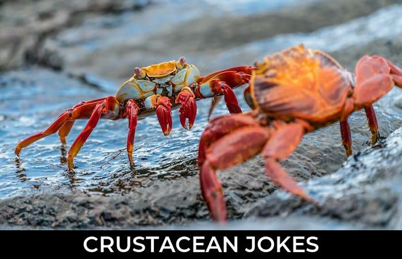 53+ Crustacean Jokes To Make Fun JokoJokes