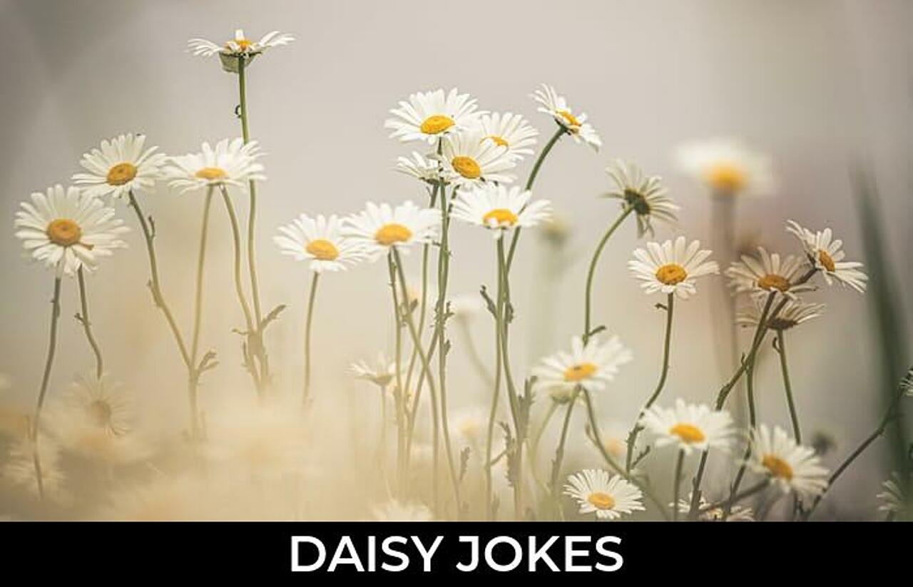 48+ Daisy Jokes That Are Funny And Good JokoJokes