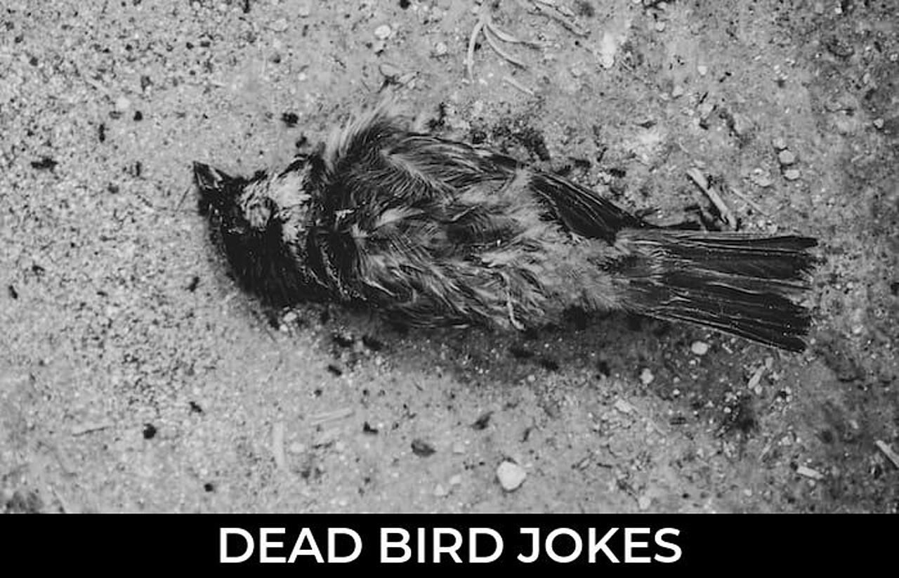 40+ Dead Bird Jokes To Make Fun JokoJokes