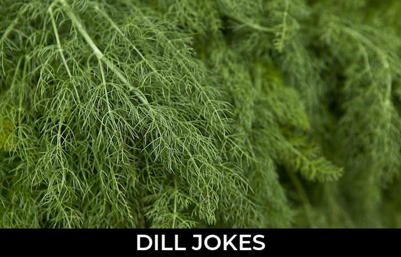 95+ Dill Jokes And Funny Puns JokoJokes