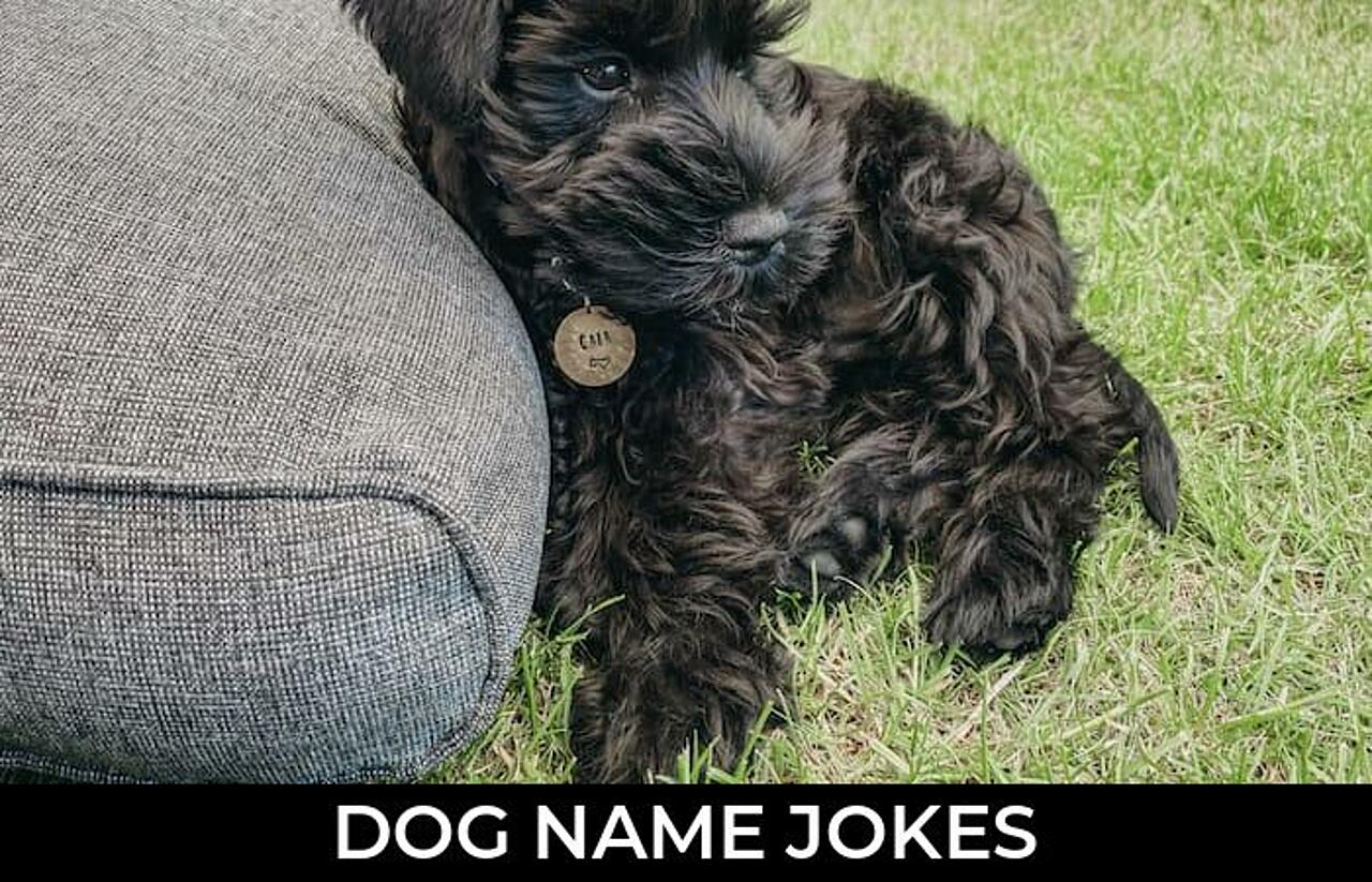 118+ Dog Name Jokes And Funny Puns JokoJokes